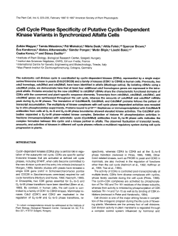 Cell Cycle Phase Specificity of Putative Cyclin