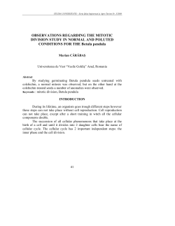 OBSERVATIONS REGARDING THE MITOTIC DIVISION STUDY IN