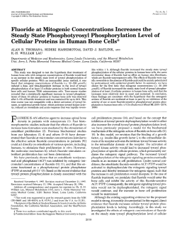 Fluoride at Mitogenic Concentrations Increases the Steady State