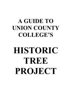 Historic Tree #3 - Cranford History