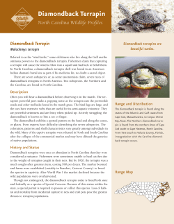 Diamondback Terrapin - North Carolina Wildlife Resources