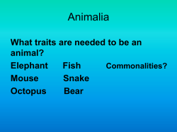 Phylum Porifera Sponges Power point