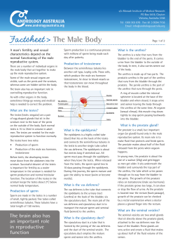 Factsheet > The Male Body