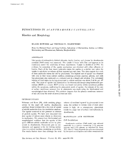PINOCYTOSIS IN ACANTHAMOEBA Kinetics and Morphology