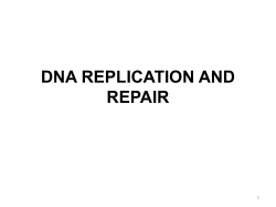 DNA replication