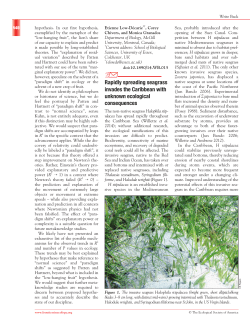 Rapidly spreading seagrass invades the Caribbean with unknown