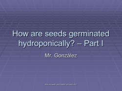 018_how_are_seeds_germinated_hydroponically_part_I