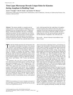 Time-Lapse Microscopy Reveals Unique Roles for Kinesins during