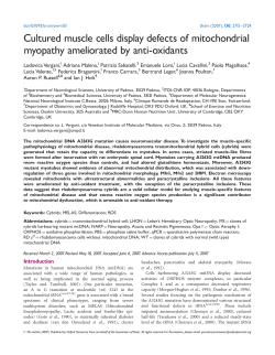 Cultured muscle cells display defects of mitochondrial