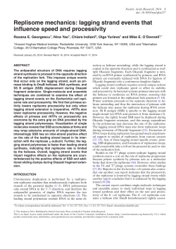 lagging strand events that influence speed and