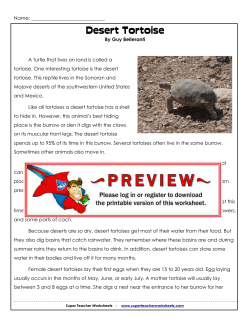 Desert Tortoise - Super Teacher Worksheets