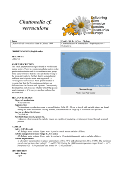 Chattonella cf. verruculosa