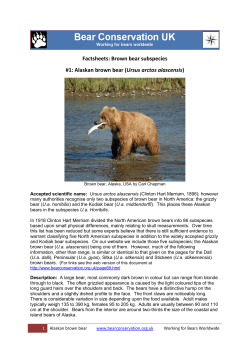 Alaskan brown bear (Ursus arctos alascensis)