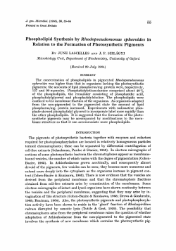 Phospholipid Synthesis by R hodopseudomonas