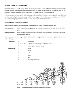 HOW A CORN PLANT GROWS