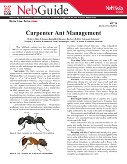 Carpenter Ant Management