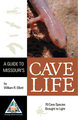 A Guide to Missouri`s Cave Life