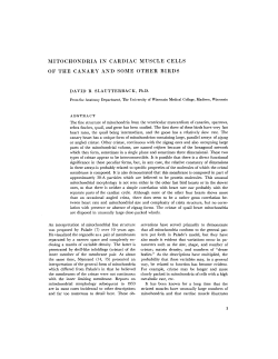 mitochondria in cardiac muscle cells of the canary