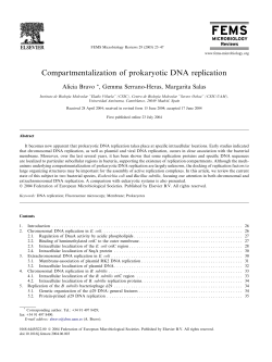 Compartmentalization of prokaryotic DNA replication
