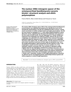 The nuclear rDNA intergenic spacer of the ectomycorrhizal
