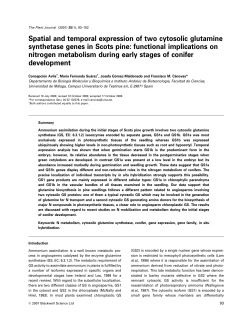 Spatial and temporal expression of two cytosolic glutamine