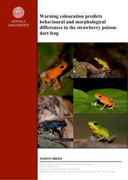 dart frog