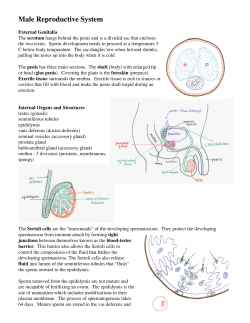 Lecture Notes Reproductive System