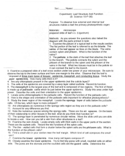 Sec __ Name: _ Experiment: Leaf Structure And Function (B