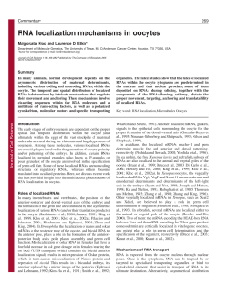 RNA localization mechanisms in oocytes