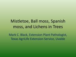 Mistletoe, Ball moss, Spanish moss, and Lichens in Trees