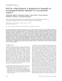 KLP-18, a Klp2 Kinesin, Is Required for Assembly of