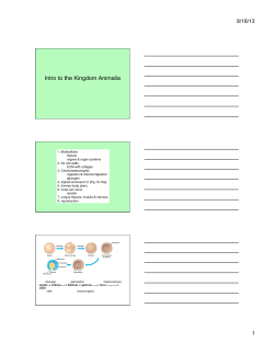 Intro to the Kingdom Animalia