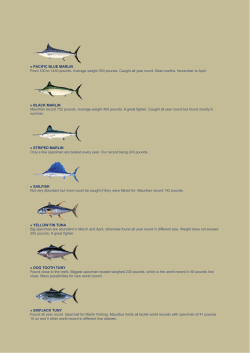 PACIFIC BLUE MARLIN From 100 to 1430 pounds. Average weight