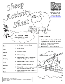 Sheep Activity Sheet