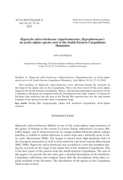 Hygrocybe salicis-herbaceae (Agaricomycetes, Hygrophoraceae
