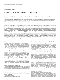Conduction Block in PMP22 Deficiency