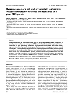 Overexpression of a cell wall glycoprotein in Fusarium oxysporum