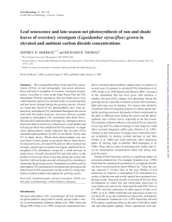 Leaf senescence and late-season net photosynthesis of sun and