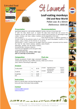 Leaf-eating monkeys - st