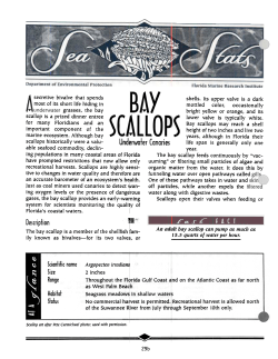 An adult bay scallop can pump as much as