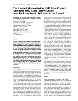 The Human Cytomegalovirus US11 Gene