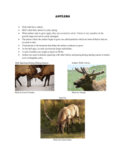 Elk Antlers