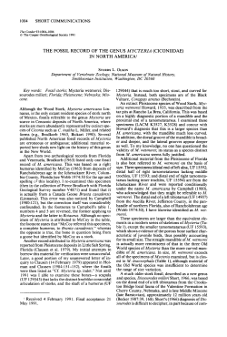 The Fossil Record of the Genus Mycteria (Ciconiidae) in North