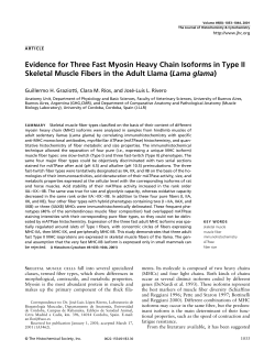 Evidence for Three Fast Myosin Heavy Chain Isoforms in Type II