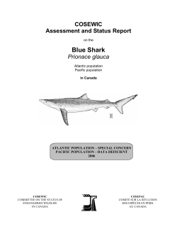 Blue Shark (Prionace glauca) - Registre public des espèces en péril