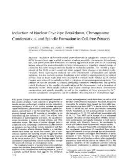 Induction of Nuclear Envelope Breakdown