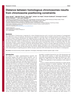 Distance between homologous chromosomes results from
