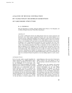 ANALYSIS OF MUSCLE CONTRACTION BY ULTRAVIOLET