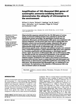 Amplification of 16s ribosomal RNA genes of autotrophic ammonia