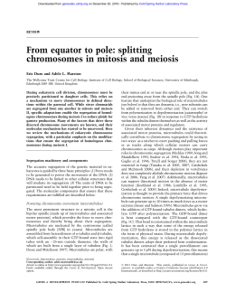 From equator to pole: splitting chromosomes in mitosis and